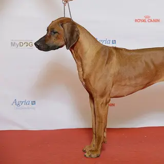 Rhodesian Ridgeback