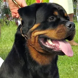 Rottweiler
