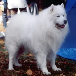 Samoyed