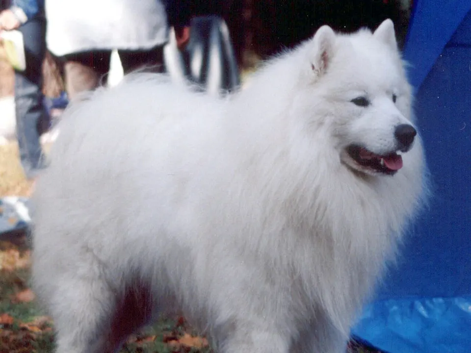 Samoyed