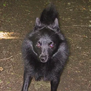 Schipperke