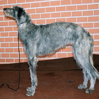 Scottish Deerhound