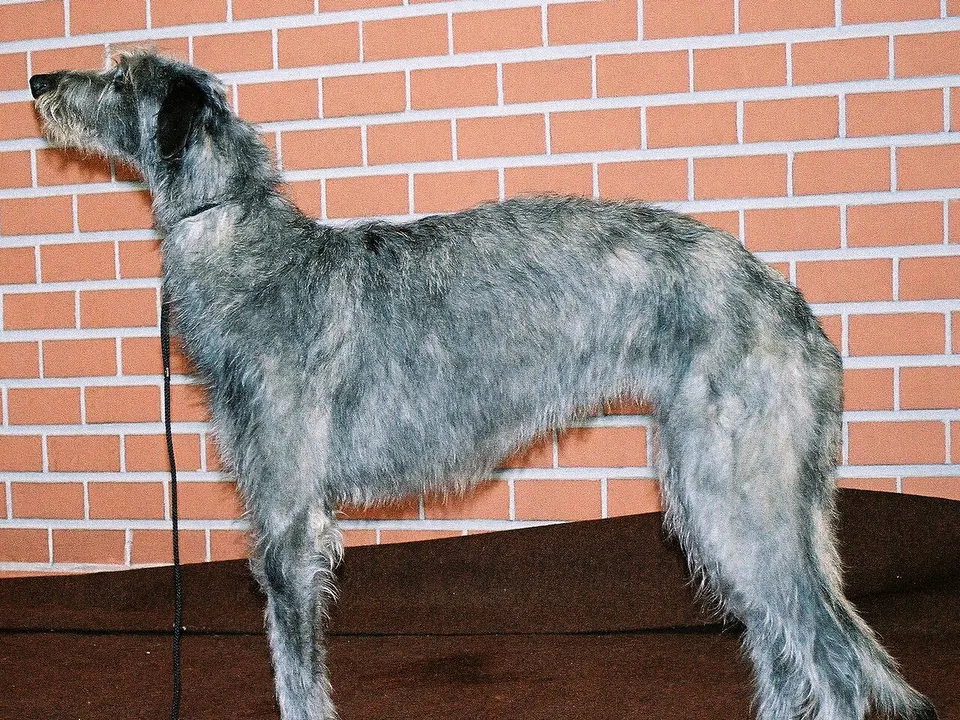 Scottish Deerhound