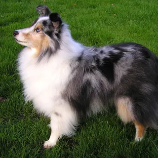 Shetland Sheepdog
