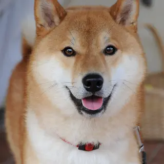 Shiba Inu