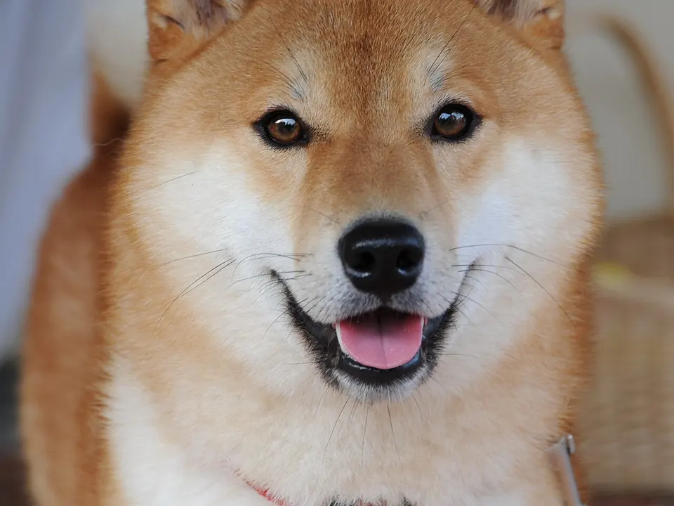 Shiba Inu