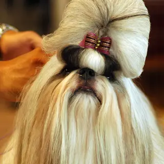 Shih Tzu