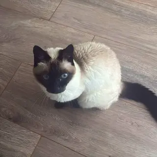 Siamese