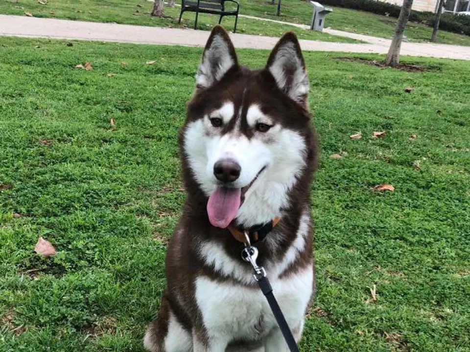 Siberian Husky