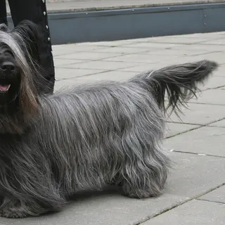 Skye Terrier