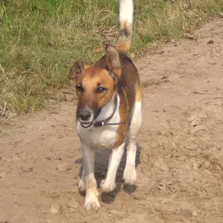 Smooth Fox Terrier