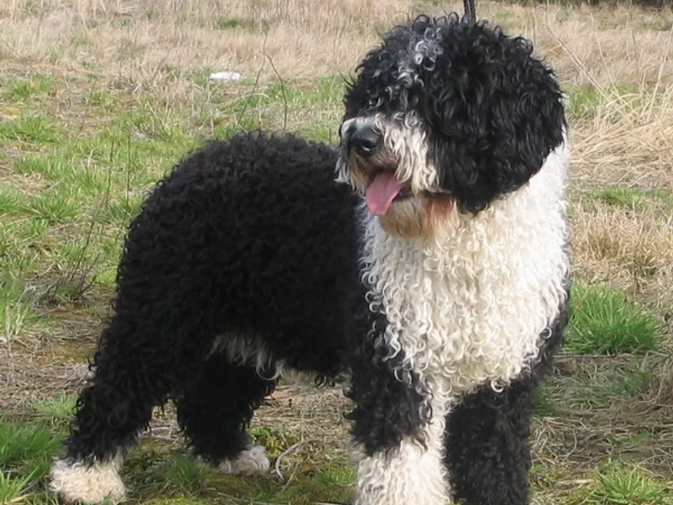 Spanish Water Dog