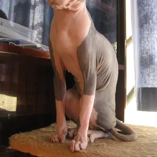 Sphynx