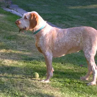 Spinone Italiano