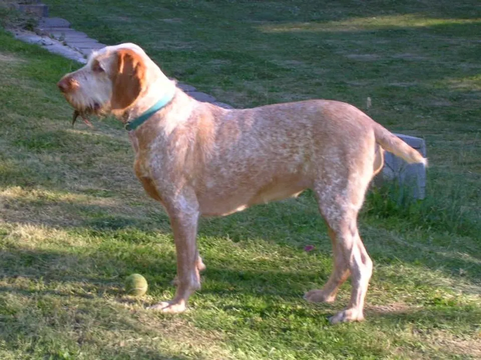 Spinone Italiano