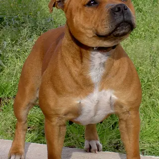 Staffordshire Bull Terrier