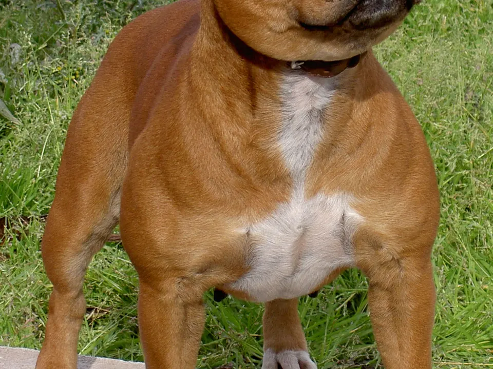 Staffordshire Bull Terrier