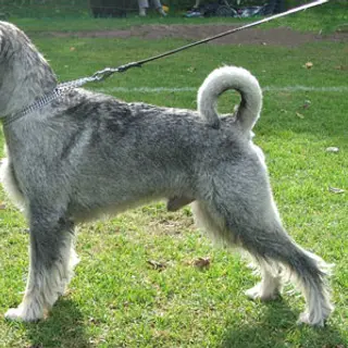 Standard Schnauzer