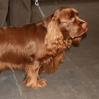 Sussex Spaniel