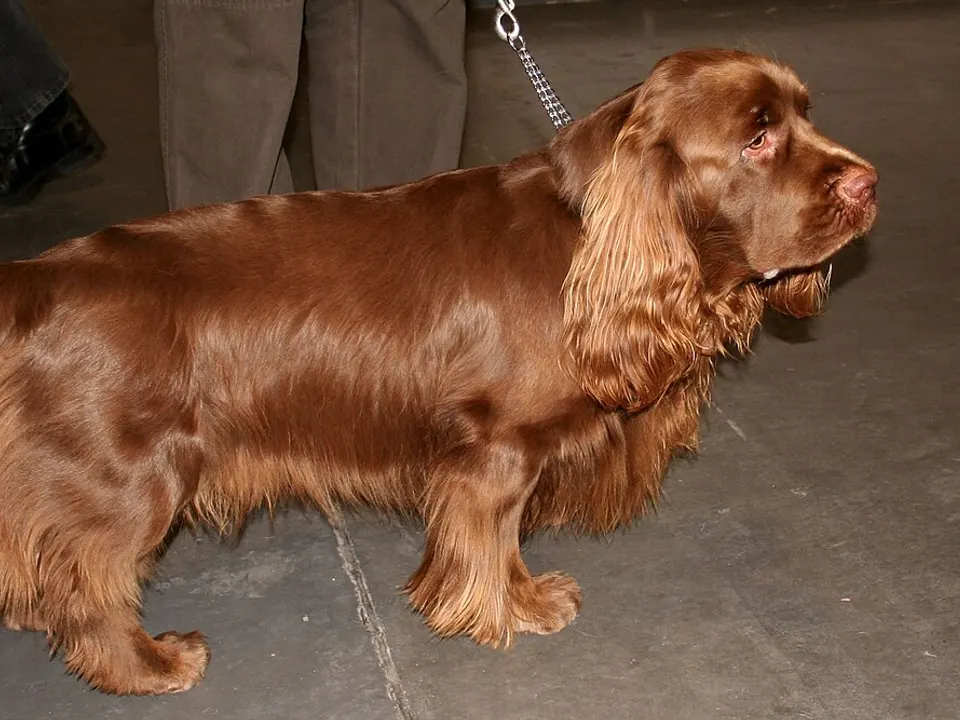 Sussex Spaniel