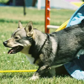 Swedish Vallhund