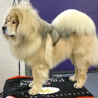 Tibetan Mastiff