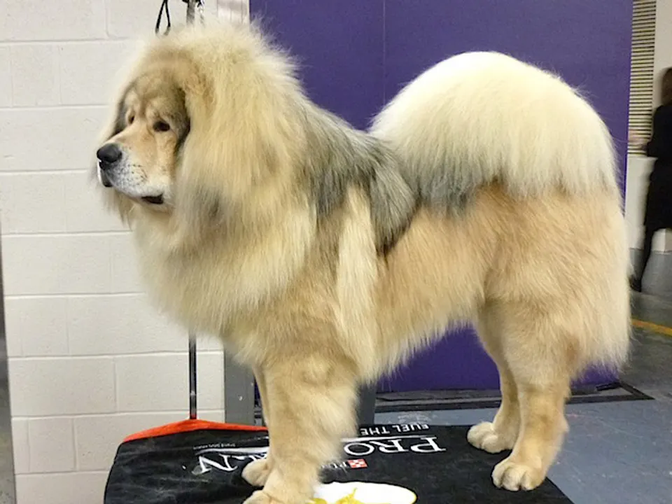Tibetan Mastiff