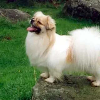 Tibetan Spaniel