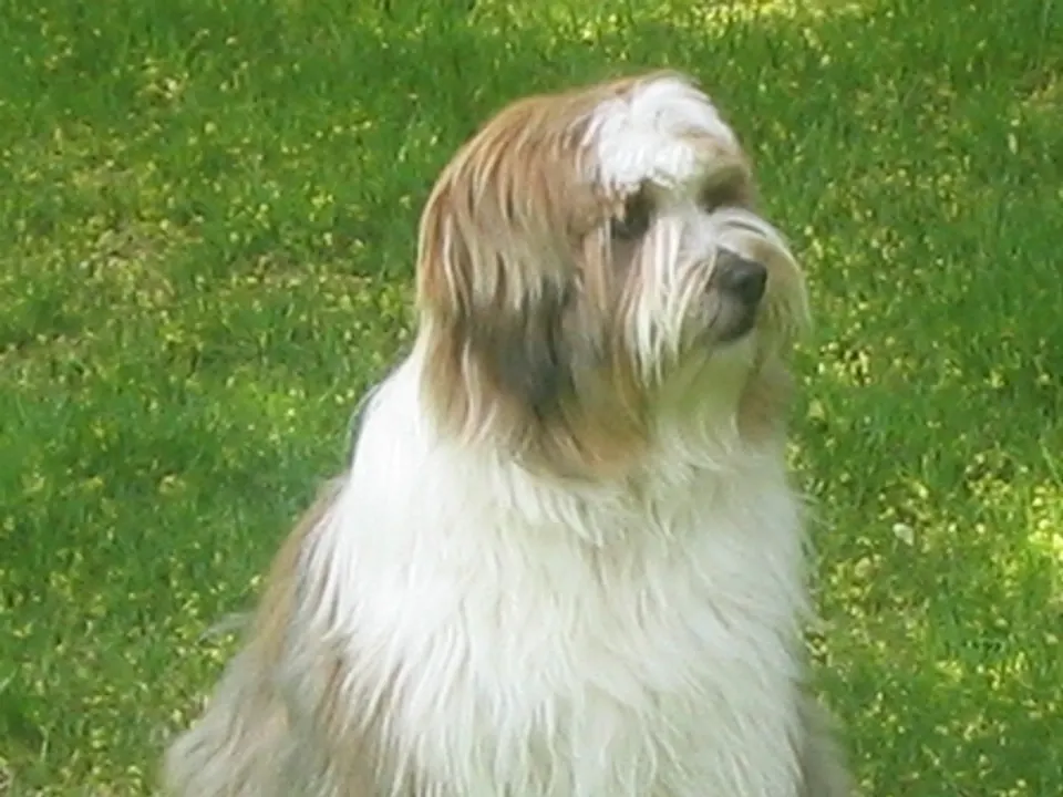 Tibetan Terrier