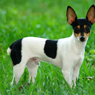 Toy Fox Terrier