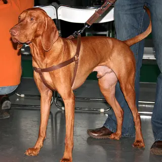 Vizsla