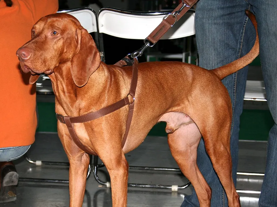 Vizsla