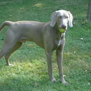 Weimaraner