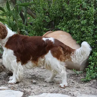 Welsh Springer Spaniel