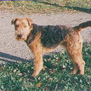 Welsh Terrier
