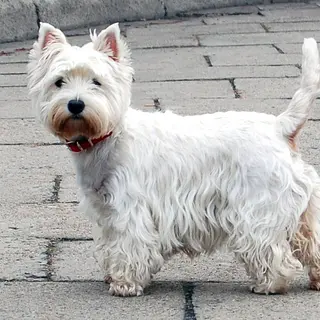 West Highland White Terrier