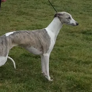 Whippet