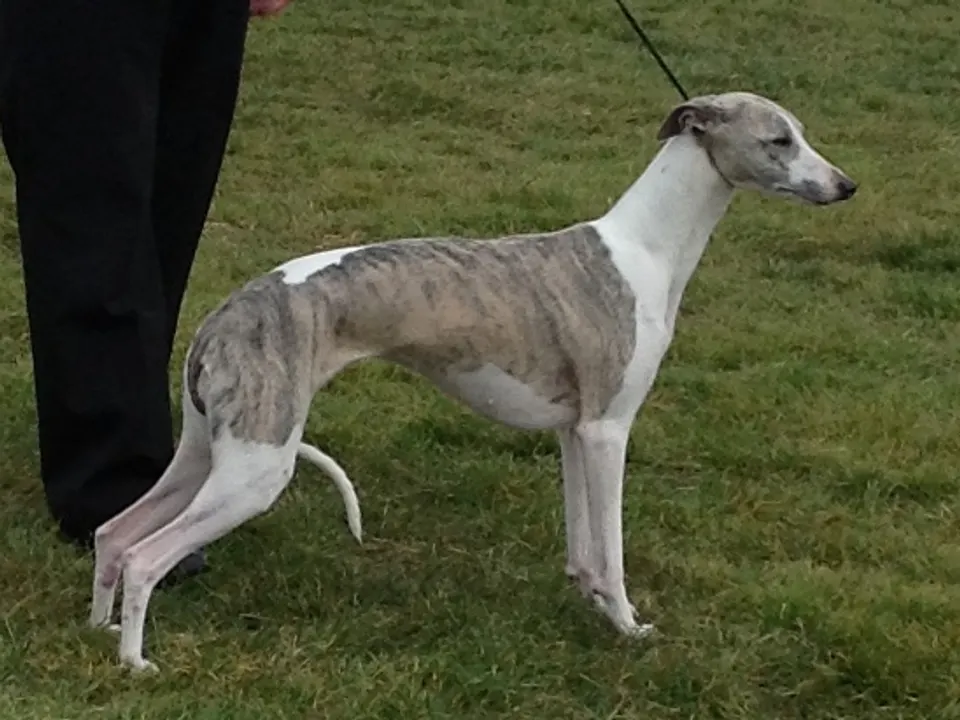 Whippet