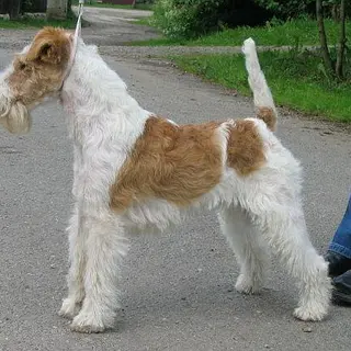 Wire Fox Terrier