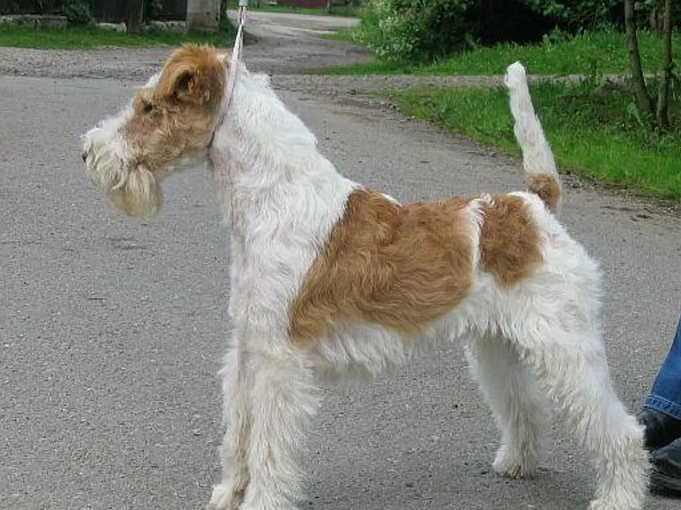 Wire Fox Terrier