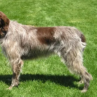 Wirehaired Pointing Griffon