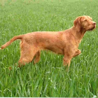 Wirehaired Vizsla