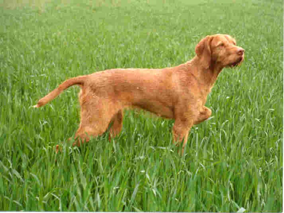 Wirehaired Vizsla