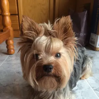 Yorkshire Terrier (Yorkie)